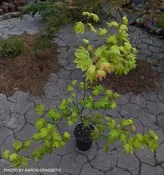 Acer circinatum 'Elias Pacific Waterfall' Weeping Japanese Maple