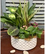 10" DISHGARDEN
