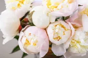 Just Amalia Olson - 20 Stems