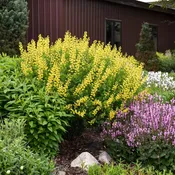 Baptisia 'Goldfinch' False Indigo 1 gallon