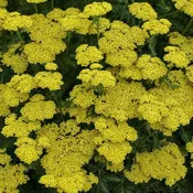 Achillea 'Firefly Sunshine'