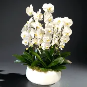 Cascading White Orchid