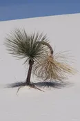Bowing Cactus (Blank Card)