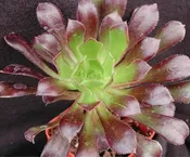AEONIUM GARNET