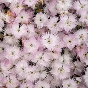 Frill Factor™ Adrenaline Blush Pinks (Dianthus)