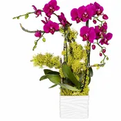 Moon Orchid