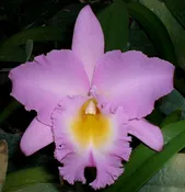 Bc. Mount Hood 'Orchidglade' AM/AOS