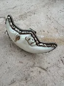 Crescent Man in the Moon Ring 242