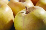 Apple, GoldRush — The Farm Between