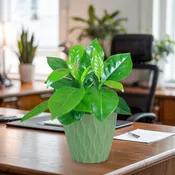 Arabica Coffee Plant ‘Coffea arabica’