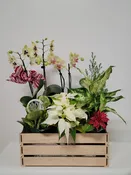 Custom Box