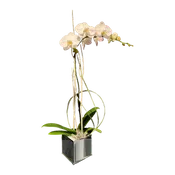 AFO 130-1 White Phalaenopsis Orchid Winter Window Floral Arrangement