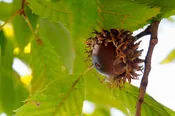 Gobbler Sawtooth Oak – Shipping Fall 2026