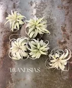 Tillandsia Plants — Tesoro Flowers