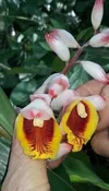 Alpinia zerumbet (Shell Ginger/ Pink Porcelain Lily)