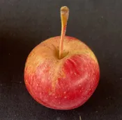 Apple, Chestnut Crab — The Farm Between