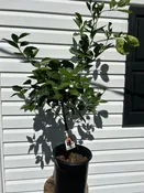 3 Gallon Washington Navel Orange Tree