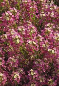 Alyssum – Dwarf Pink