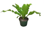Asplenium nidus 8" - Bird's Nest Fern