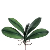10.5" Phalaenopsis Orchid Leaf