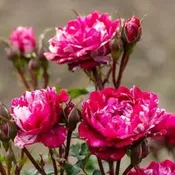 Candy Sunblaze® Potted Rose Bush