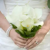 200 Standard and 80 Mini Calla Wedding DIY Flower Kit