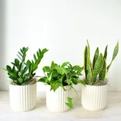 Easy Care Trio Indoor Plants — Rouvalis Flowers & Gardens | Boston & Winchester Flower Delivery & Boutique