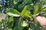 Monterrey Oak – Shipping Fall 2026