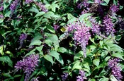 Buddleja lindleayana (Weeping Butterfly Bush)