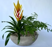 Bromeliad Arrangement