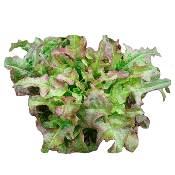 Bronze Arrowhead Lettuce