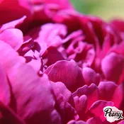 Karl Rosenfield Peony — Hidden Springs Peony Farm