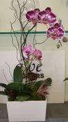 Purple Waterfall Orchid