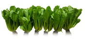 Crunchita Lettuce
