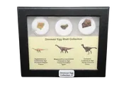 Dinosaur Egg Collection - Set of 3 Different Dinosaurs  #27