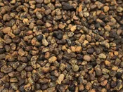 Cardamom