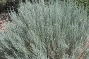 ARTEMISIA FRIGIDA, Fringed Sage 40 cu in