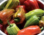 Candy Cane Red Hybrid Pepper Seeds