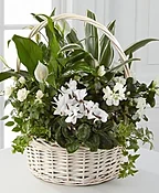 EUROPEAN DISH GARDEN
