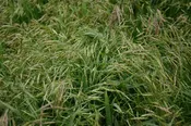 Brome – California