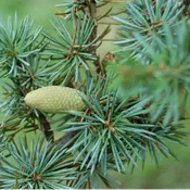 Cedarwood ~ Essential Oil