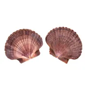 Mexican Flat Seashells 3"+