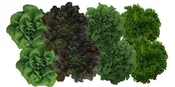 Assorted Living Lettuce