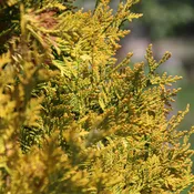 Cypress, Vintage Gold Threadbranch Cypress