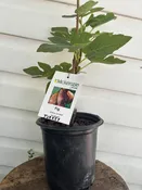 1 Gallon Brown Turkey Fig