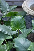 Alocasia-Borneo Giant 10"