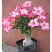 Desert Rose