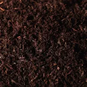 Aged Dark Fir