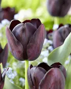 Queen of Night Black Tulip Bulbs (25 Pack) | Premium Dutch Flower Bulbs — Burnside Farms