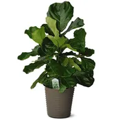 10″ Fiddle Fig Ceramic Garden